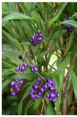 serum na przebarwienia Even Better Clinical Dark Spot Corrector, Dianella Ensifolia