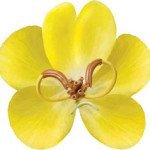 Flower.jpg