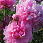 Peonia_w_zapachach_i_makijazu_1.jpg