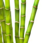 bamboo_24370126.jpg