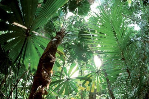 liany unkeria, Amazonia