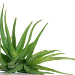 Bielenda-Aloes-1.jpg
