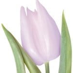 FIOLETOWY-TULIPAN.jpg