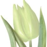 ZIELONY-TULIPAN.jpg