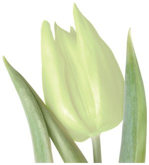 higiena intymna, Oceanic