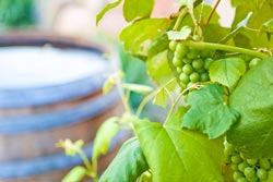 Spa Głęboczek, winoterapia