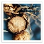Blue-Ginger-06.jpg