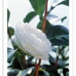 Camelia-02.jpg