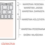 budowa_skory.jpg