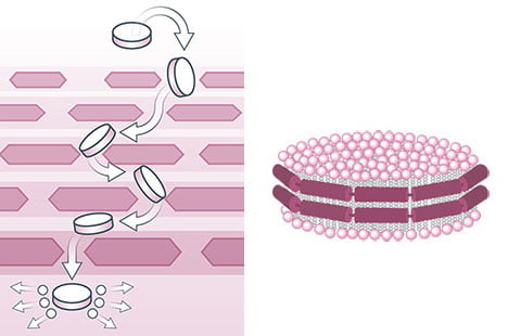 Yonelle Infusion nanodyski