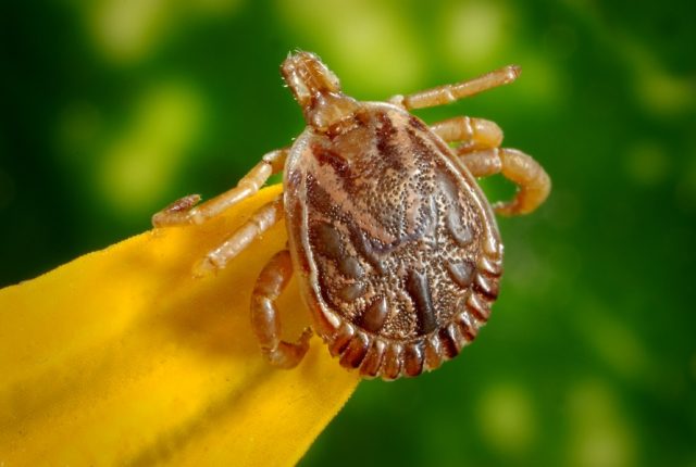 cayenne-tick-tick-male-dorsal-view-45850-large