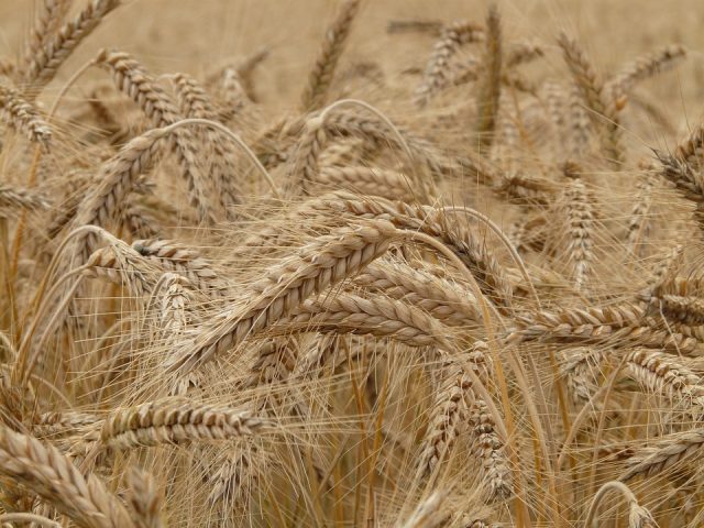 wheat-8762_960_720