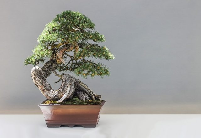 bonsai-1805501_960_720