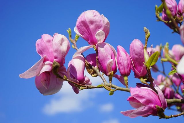 magnolia-magnolia-blossom-blossom-bloom-56858 magnolia-magnolia-blossom-blossom-bloom-56858